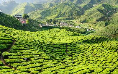 Malajzia | Cameron Highlands_Tea Plantation