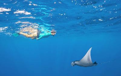 Seychely | Snorkeling Manta