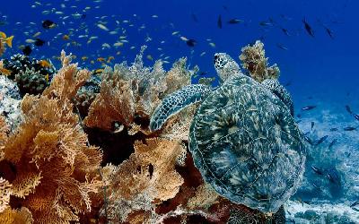 Seychely | Snorkeling Turtle