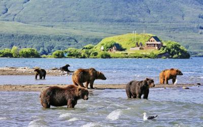 Rusko | Bystraya River_Bears