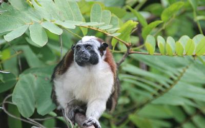 Panama | Gatun Lake_Monkey