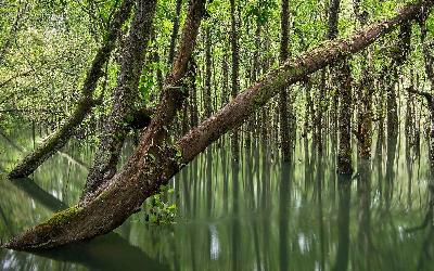 Australia | Daintree Rainforest 