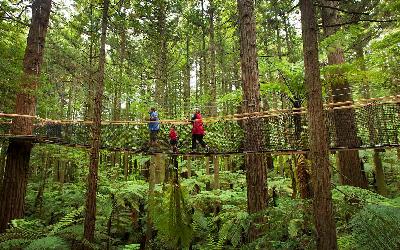 Whakarewarewa_Redwood Forest