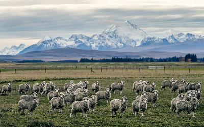 Nový Zéland | Ovce