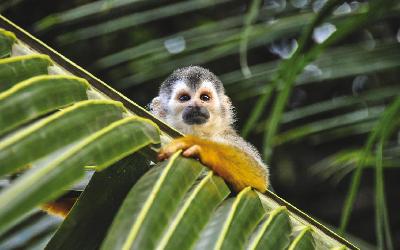Nikaragua | Monkey
