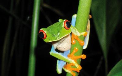 Nikaragua | Red Eye Tree Frog