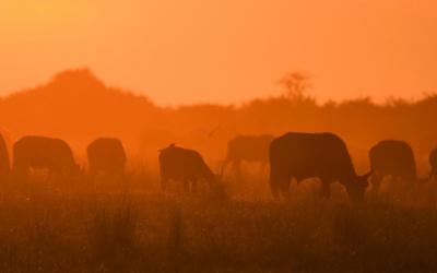 Zimbabwe | Hwange NP