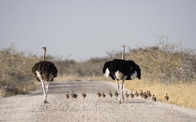 Namíbia | Etosha NP 