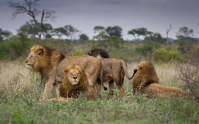 JAR | Kruger National Park 