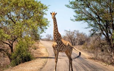 JAR | Kruger National Park 