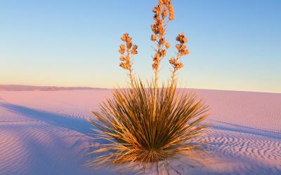 USA | White Sands NM