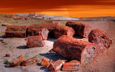 USA | Petrified Forest NP