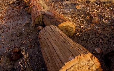 USA | Petrified Forest NP