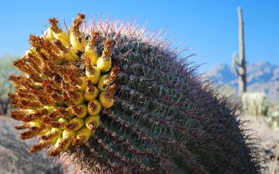 USA | Saguaro NP