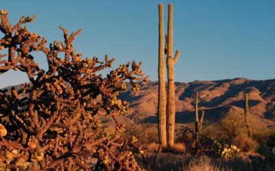 USA | Saguaro NP