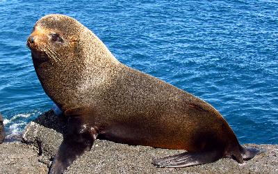 1280px-Galapagos_Fur_Seal,_Santiago_Island