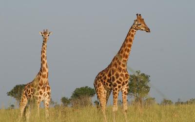 giraffes-513520_1920