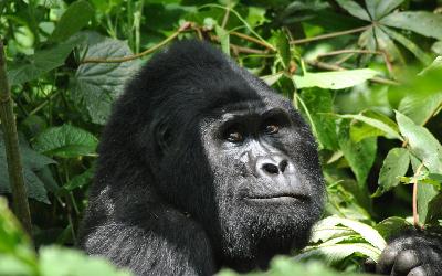 gorilla-5108064