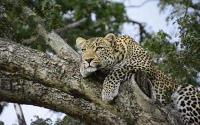 Masai Mara NP, levhart | Keňa