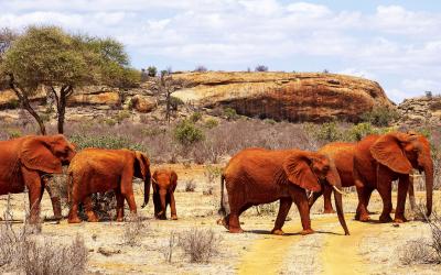 Tsavo NP, sloni  | Keňa
