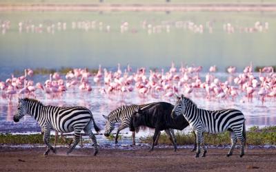 Lake Nakuru | Keňa