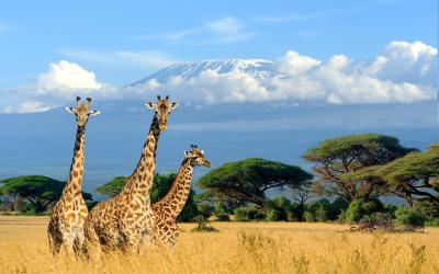 Tsavo NP, v pozadí Kilimandžáro
 | Keňa