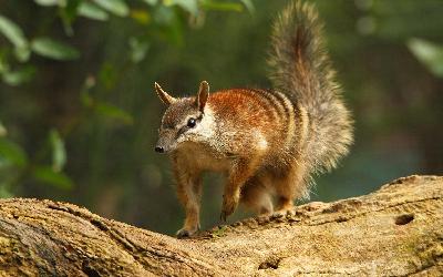 _numbat-4070485_1920