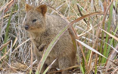 _quokka-1062825_1920