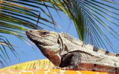 __iguana-734079_1920