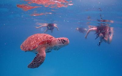 Snorkeling