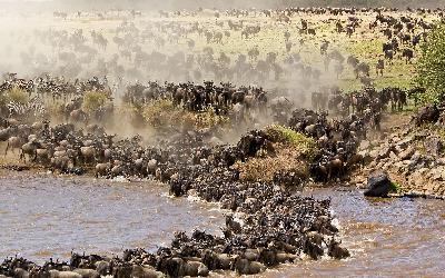 Migrace pakoňů přes řeku Mara