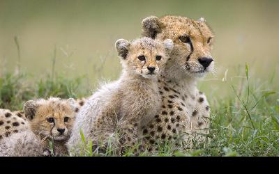 Serengeti - gepardi