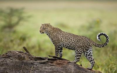 Serengeti - leopard