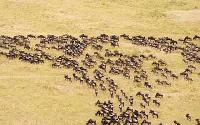 Serengeti - pohled na stádo pakoňů z balónu