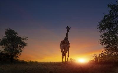 Serengeti - žirafa a západ slunce