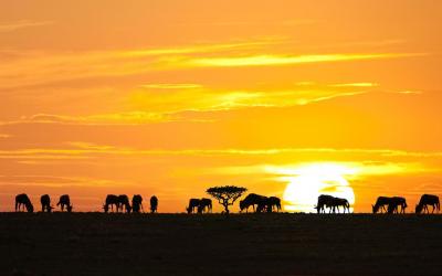 Západ slunce v Serengeti