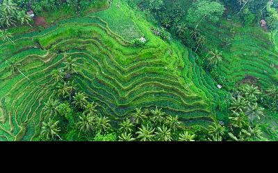 Bali_AdobeStock_399687209