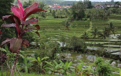 bali-4514269_1920