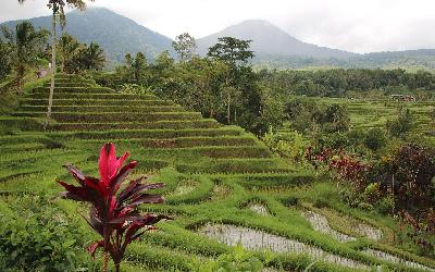 bali-4514271_1920