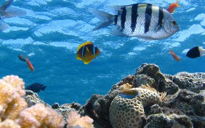 Maledivy_fish-291322_1920