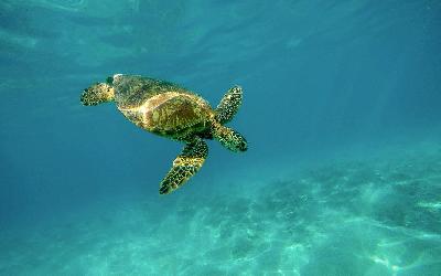 maledivysea-turtle-1851102_1920