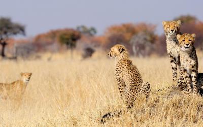 Zimbabwe | Hwange NP