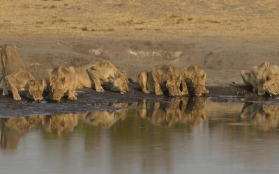 Zimbabwe | Hwange NP