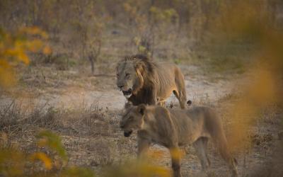 Zimbabwe | Hwange NP