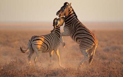 Zimbabwe | Hwange NP