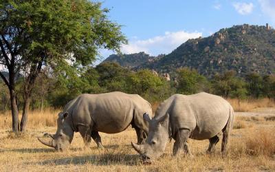 Zimbabwe | Matobo Hills NP