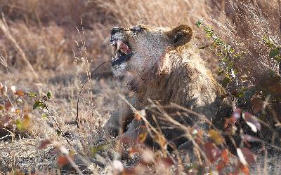 Zimbabwe | Hwange NP