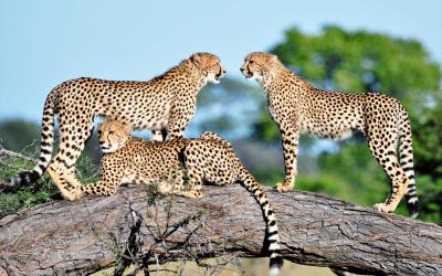 Zimbabwe | Hwange NP