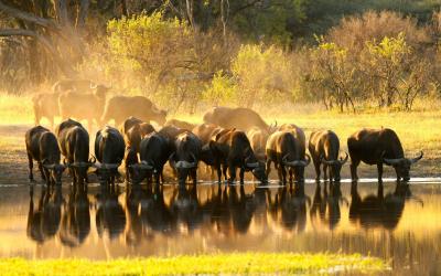 Zimbabwe | Hwange NP