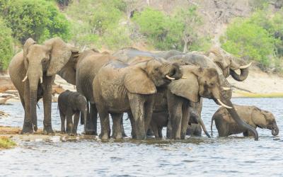 Botswana | Chobe NP